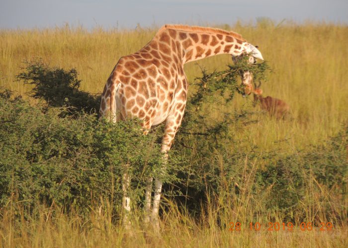 3 days alke mburo national park