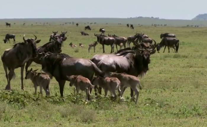 safari in masia mara game reserve