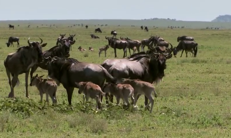 safari in masia mara game reserve